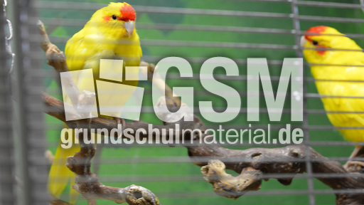 Ziegensittich (3).jpg